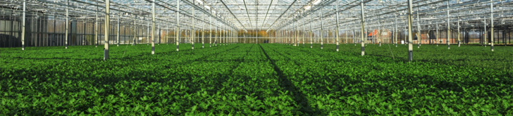 Tinytag temperature data loggers monitor conditions for plants during export