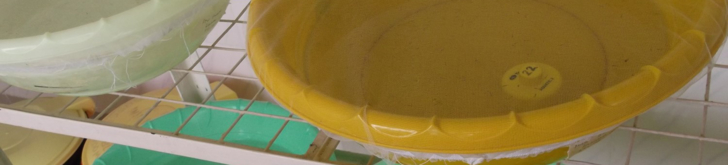 Tinytag Aquatic 2 temperature monitoring in mosquito larval bowl