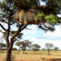 Communal nest of sociable weavers in Africa