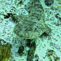 Puffadder shyshark Tinytag data loggers