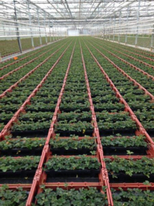 Tinytag View 2 data loggers monitoring growing conditions in glasshouses