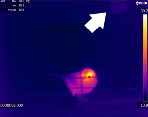 Monitoring temperature as part of research into stress in wild birds
