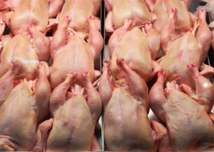 Tinytag Plus 2 data loggers record temperatures of cooling chickens
