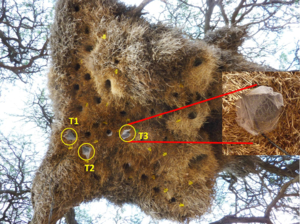 Tinytag temperature loggers monitor thermal properties of sociable weavers' nests