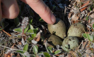 Tinytag Plus 2 data loggers for birds' nest temperature research