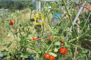 Tinytag Plus 2 data logger for monitoring agricultural and growing conditions