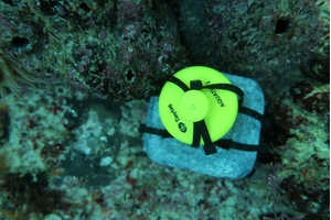 Aquatic 2 temperature data logger in situ underwater